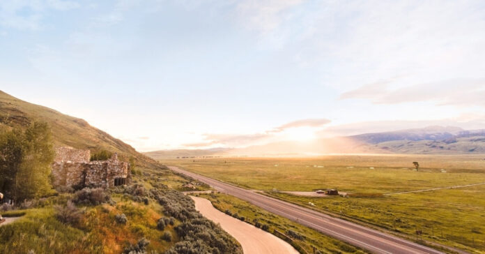 The Surprise of Plants and fauna Art