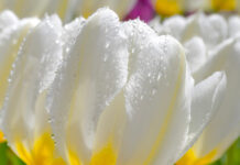 Picturesque Pella Picturesque Pella